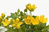 Creeping Jenny with flowers and leaves