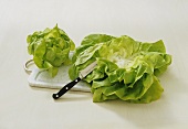 Taking the outer leaves off a lettuce