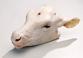Whole calf's head