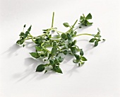 Chickweed