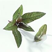 Marshpepper knotweed (Polygonum hydropiper)