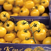 Yellow vine tomatoes in boxes at market