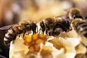 Bienen bauen an einer Honigwabe