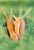 Three carrots lying on artificial grass