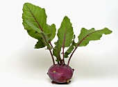 Purple kohlrabi with leaves