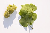 White wine grapes, variety 'Auxerrois'