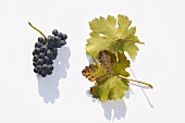 Red wine grapes, variety 'Domina'