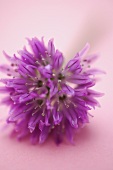 A chive flower