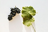 Red wine grapes, variety 'Lemberger'
