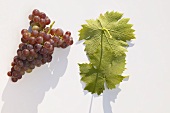 Red wine grapes, variety 'Roter Muskateller'
