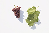 White wine grapes, variety 'Perle'