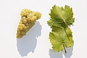 White wine grapes, variety 'Weisser Elbling'
