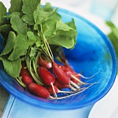Radishes in a blue bowl
