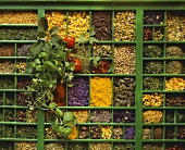Assorted herbs and spices in type case