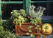 Chrysanthemum, ivy, bergenia, sage & curry plant in a planter
