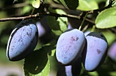 Damsons on the tree (Alsace, France)