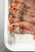 Fresh red mullet