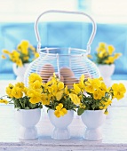 Yellow pansies in eggcups