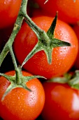 Tomatoes on the vine (close-up)