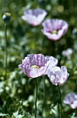 Opium poppy in the field