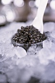 Caviar on ice