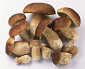 Several ceps