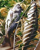 Fish prepared for grilling