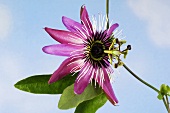 Passion flower