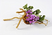 Umckaloabo (Pelargonium sidoides, root and flower)