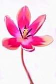 A pink tulip with a white background