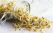 Soya sprouts falling out of a jar