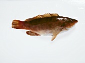 Gefleckter Lippfisch (Labrus berggylta)