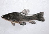 A tench (Tinca tinca)