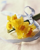 Narcissi with blue ribbon