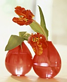 Two red vases with parrot tulips