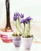Zwei Iris-Pflanzen in Töpfen
