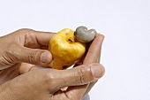 Hand removing cashew kernel from cashew apple
