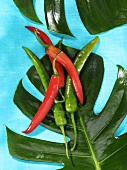 Rote und grüne Chilis