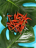 Rote Thai-Chilis