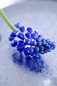 A grape hyacinth