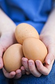 Three eggs lying in child's hands