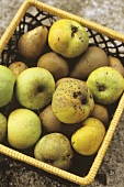 A basket of apples and pears
