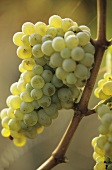 Chenin Blanc grapes, Loire