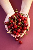 Two hands holding sour cherries