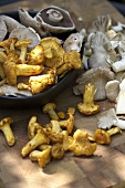 Chanterelles and oyster mushrooms
