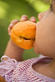 Kind beisst in eine Aprikose