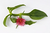 Ice plant with flower