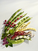 Different types of beans with pods