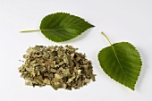 Birch leaves, fresh and dried