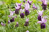 French lavender (Lavandula stoechas)